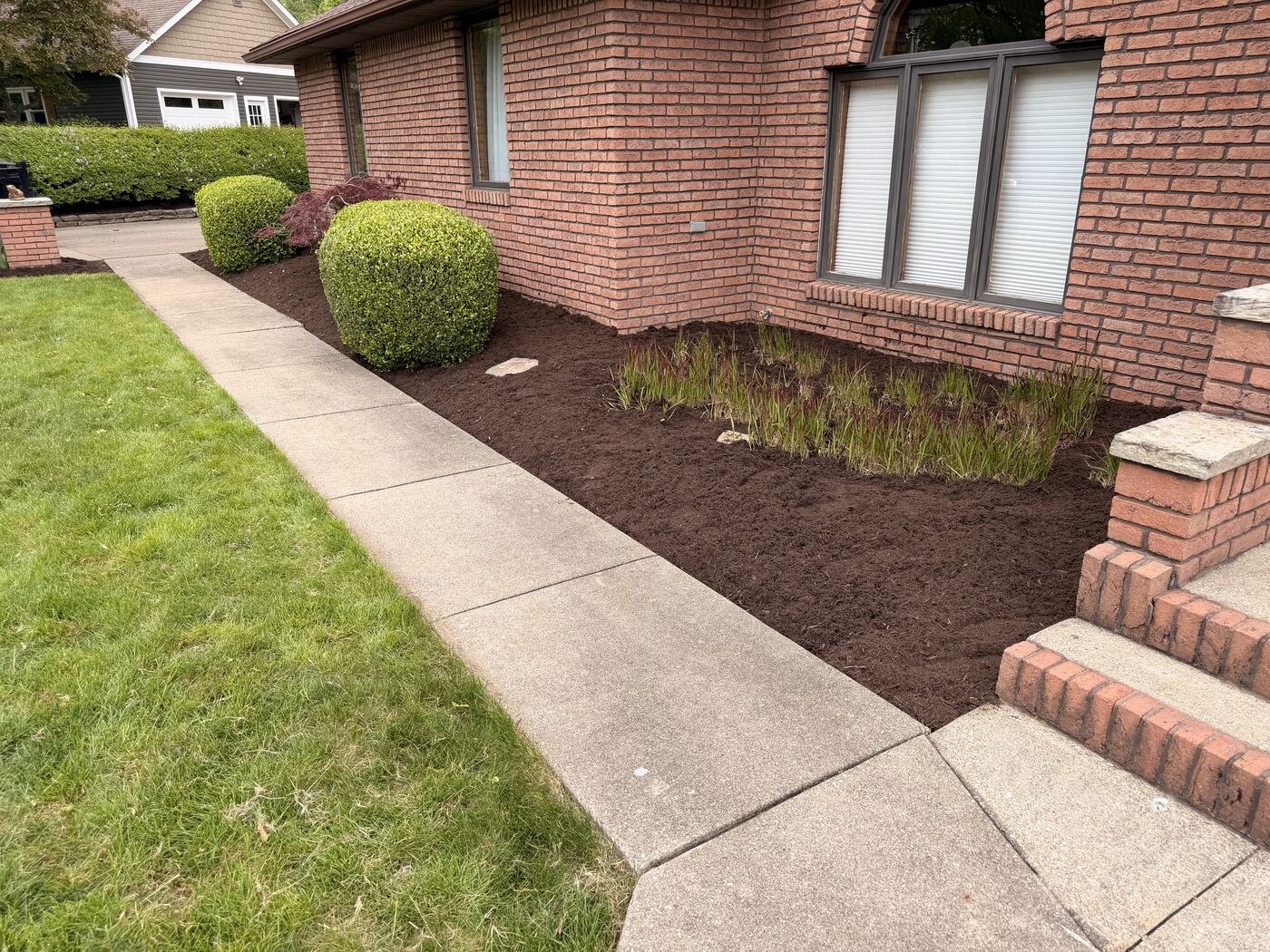 Walkway landscape bed with trimmed shrub and mulch